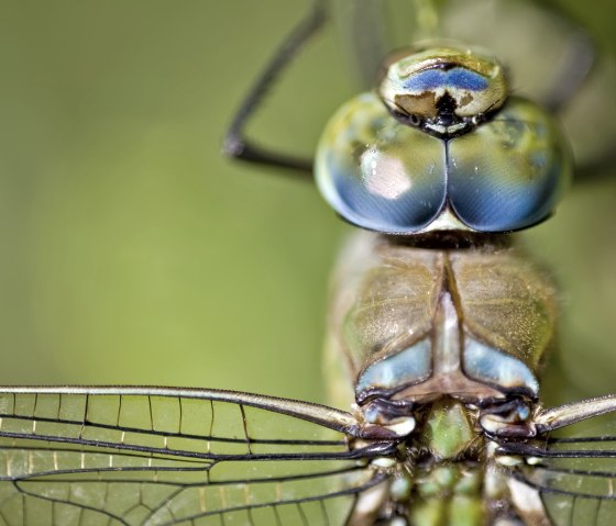 Gro&szlig;e K&ouml;nigslibelle, &copy; Naturpark S&uuml;deifel/Thomas Kirchen