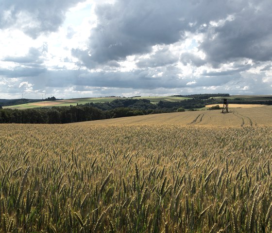 Ein weites Weizenfeld mit einem Hochsitz im Hintergrund, unter einem dramatisch bewölkten Himmel in einer ländlichen Landschaft., © Naturpark Südeifel, Volker Teuschler