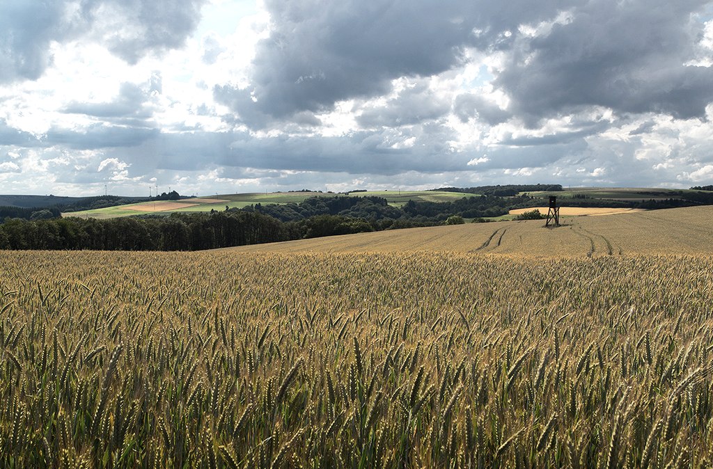 Ein weites Weizenfeld mit einem Hochsitz im Hintergrund, unter einem dramatisch bew&ouml;lkten Himmel in einer l&auml;ndlichen Landschaft., &copy; Naturpark S&uuml;deifel, Volker Teuschler