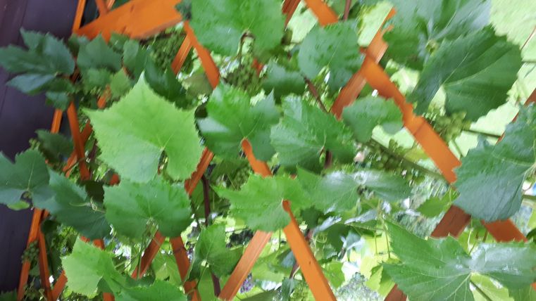 Des feuilles de vigne vertes poussent sur un treillis. Les feuilles sont saines et luxuriantes.