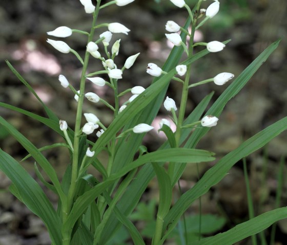 Schwertbl&auml;ttriges Waldv&ouml;gelein , &copy; G&uuml;nter M&uuml;ller