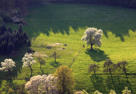 Blick auf eine gr&uuml;ne Wiese im Pr&uuml;mtal mit bl&uuml;henden B&auml;umen und langen Schatten im Sonnenlicht., &copy; Charly Schleder