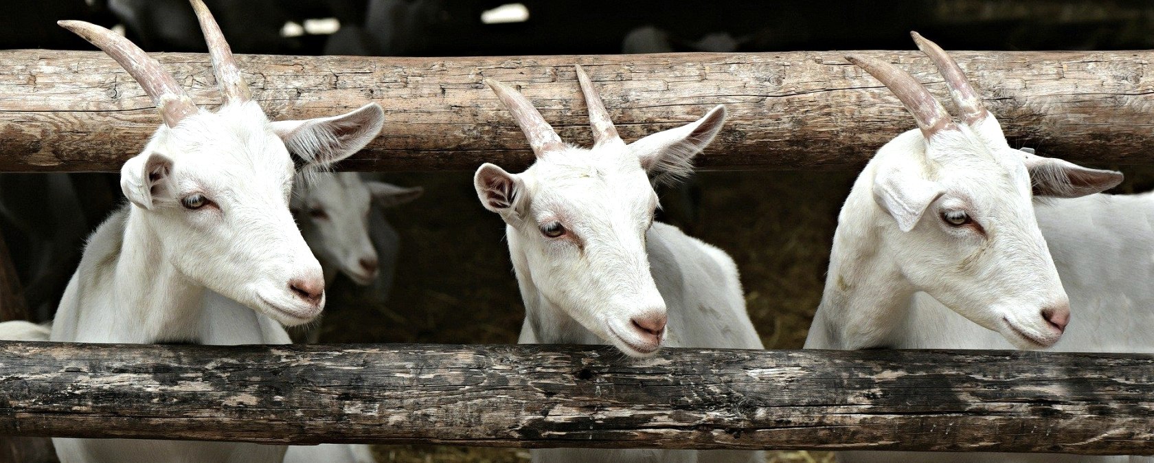 Ziegen, © Felsenland Südeifel Tourismus