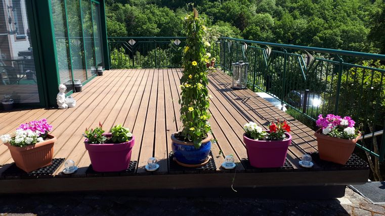 A sunny terrace with wooden decking and colorful flower pots. In the center stands a tall plant, surrounded by various colorful flowers.