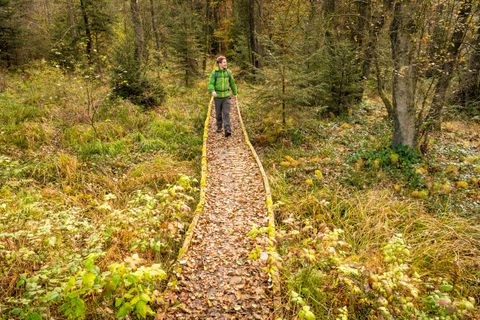 Person wandert auf einem schmalen Holzsteg durch einen herbstlichen Wald.