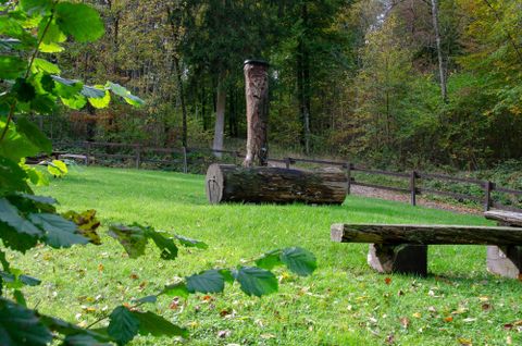 Eine grüne Wiese im Wald mit einem großen Baumstamm und einer Bank. Im Hintergrund sind Bäume und ein Holzzaun sichtbar.