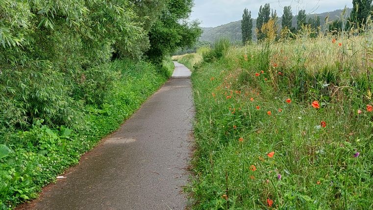 A narrow path lined with green plants and colorful flowers. In the background, gentle hills and trees can be seen.