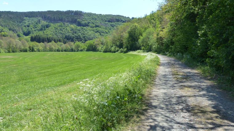 Ein malerischer Weg entlang eines Feldes mit grünem Gras und Bäumen im Hintergrund. Der Himmel ist klar und die Natur ist schön und einladend.