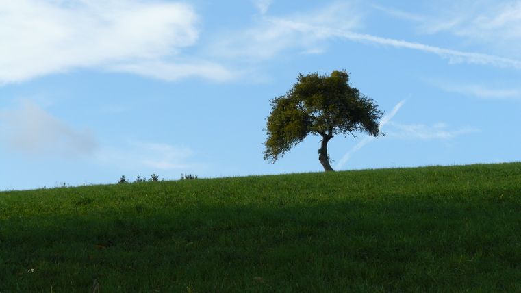Un arbre isolé se dresse sur une colline verte sous un ciel bleu avec des nuages blancs.