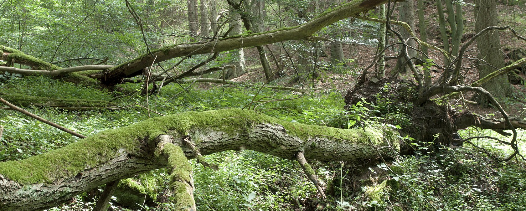 Waldidyll, &copy; V. Teuschler