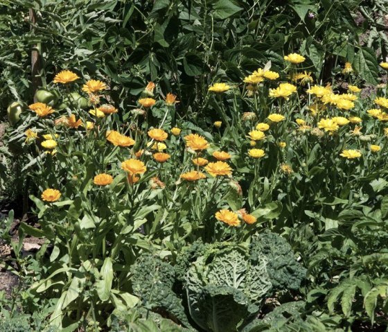 Biogarten