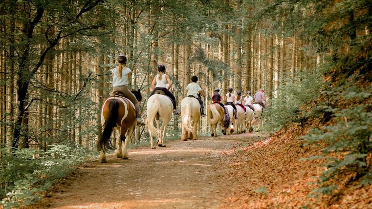 Een groep ruiters op paarden wandelt langs een bospad. Omringd door bomen en herfstbladeren wordt de rustige sfeer benadrukt.