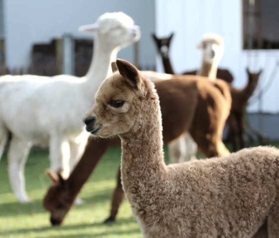 Hocheifel Alpakas, &copy; Hocheifel Alpakas Balter