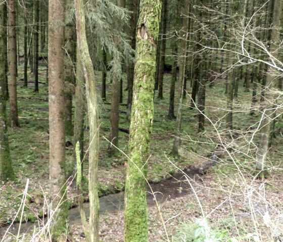 Stream in the forest, © Tourist-Information Islek
