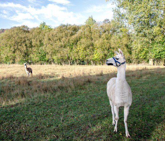 Zwei Lamas stehen auf einer grünen Wiese vor einem dichten Wald. Eines der Lamas trägt ein blaues Halfter., © TI Bitburger Land