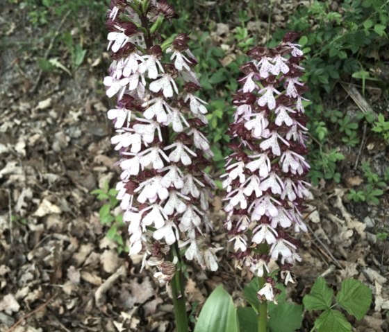 Zwei wilde Orchideen mit weißen und purpurfarbenen Blüten stehen am Waldboden, umgeben von Laub und grünen Pflanzen., © Karl-Heinz Fellmann