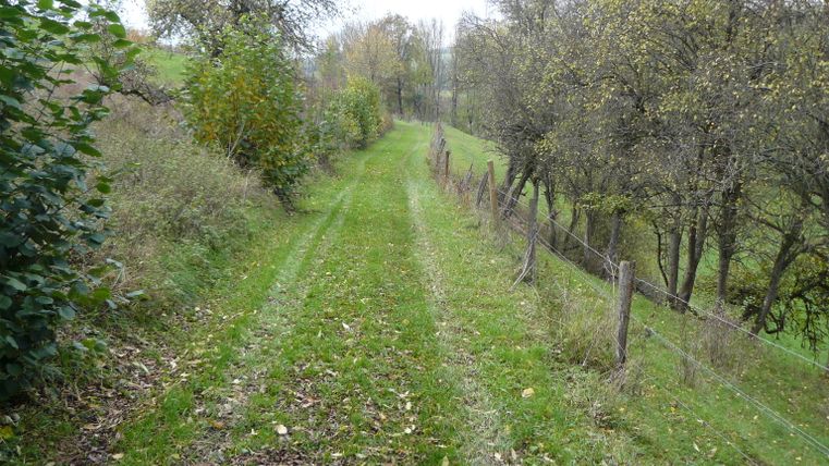 Ein grasbewachsener Weg führt durch eine Streuobstwiese mit Bäumen und einem Zaun.