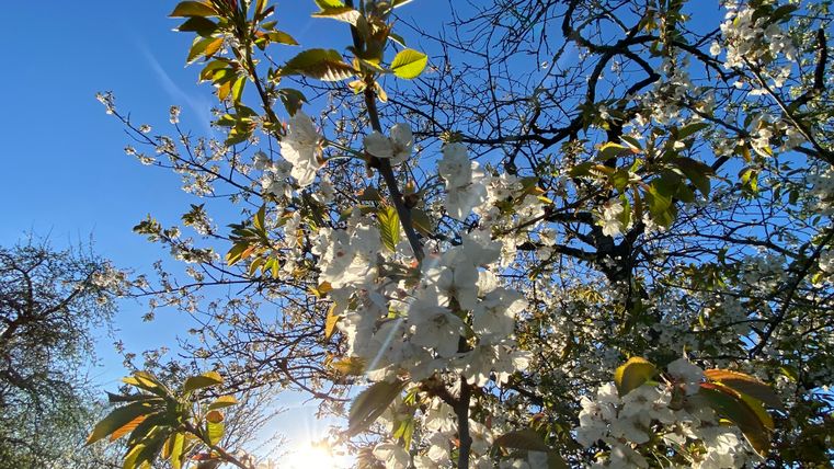 Ein blühender Baum mit weißen Blüten vor einem klaren blauen Himmel. Die Sonne scheint durch die Äste und schafft eine helle, fröhliche Atmosphäre.