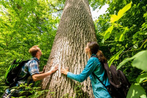 Een stel staat voor een grote boom in het bos en bekijkt de schors. De omgeving is groen en weelderig, met veel vegetatie.