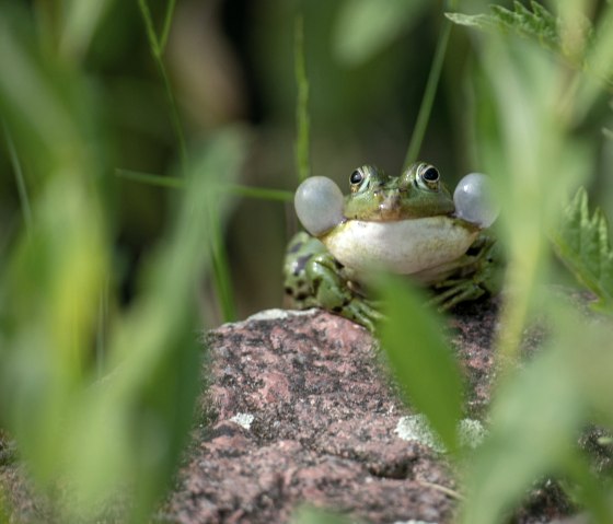 Eindrucksvoller Teichfrosch, &copy; Johannes M&uuml;ller