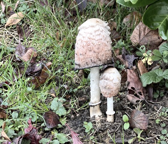 Pilz, &copy; TI Bitburger Land