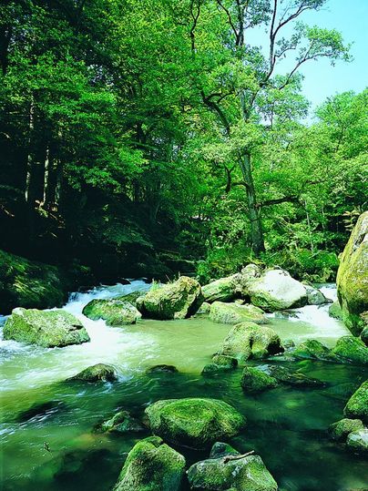 Une rivière claire coule à travers un paysage verdoyant et boisé. De grosses pierres sont visibles sur la rive et la lumière filtre à travers les arbres.