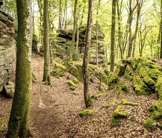 Ein schmaler Pfad schlängelt sich durch einen moosbedeckten Wald mit hohen Bäumen und Felsen im Schluchtenwald bei Bollendorf., © Eifel Tourismus GmbH, Dominik Ketz