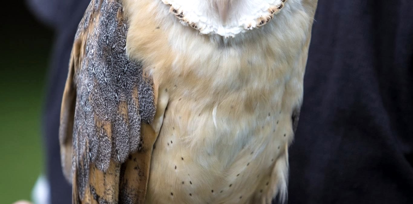 Eule, &copy; MP Photoart