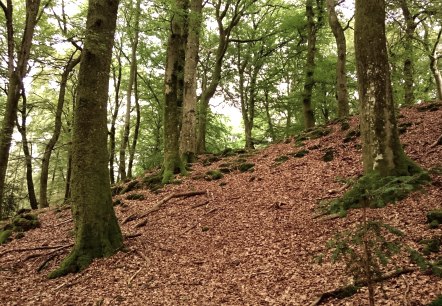 Hauptwall der Wikingerburg von der Außenseite, © Felsenland Südeifel Tourismus GmbH