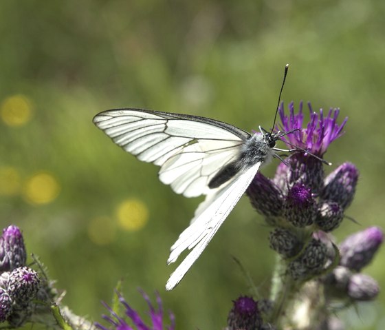 Schmetterling, © Volker Teuschler