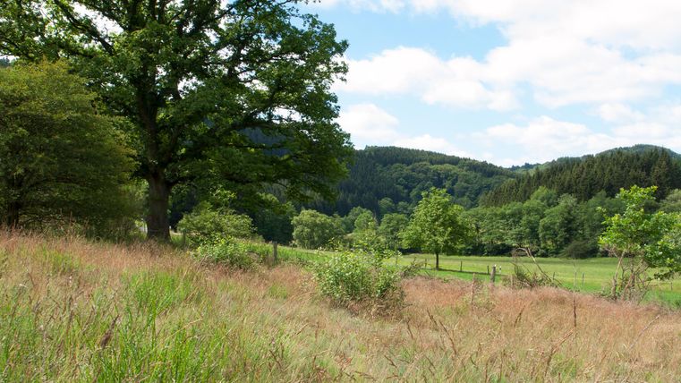 Landscape in the Eifel valley with meadows, trees and hills under a blue sky.