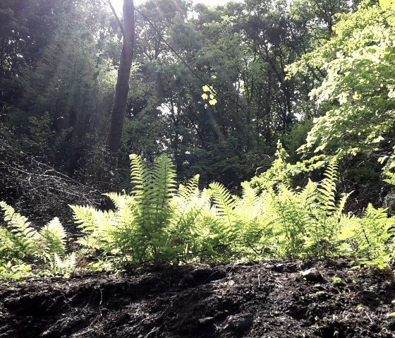 Sonnenstrahlen fallen durch einen dichten Wald, beleuchten grüne Farne im Vordergrund. Die Szene wirkt friedlich und naturbelassen., © TI Bitburger Land