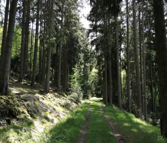 Through the shady coniferous forest., © Felsenland Südeifel Tourismus, Antje Ackermann