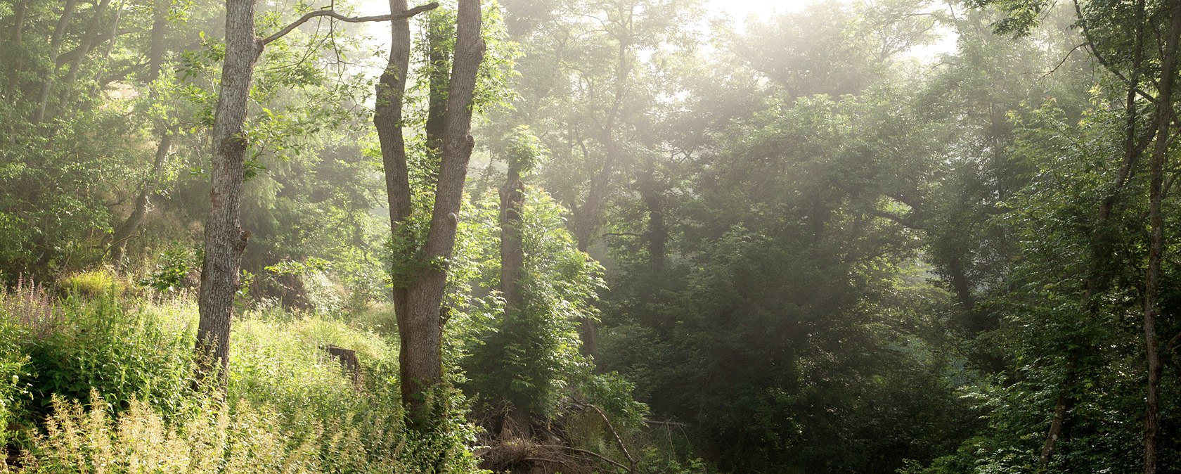 Eifel forest, © V. Teuschler