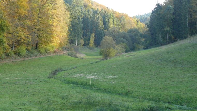 Prairie verte dans la vallée d'Alsbach avec des arbres d'automne en arrière-plan.