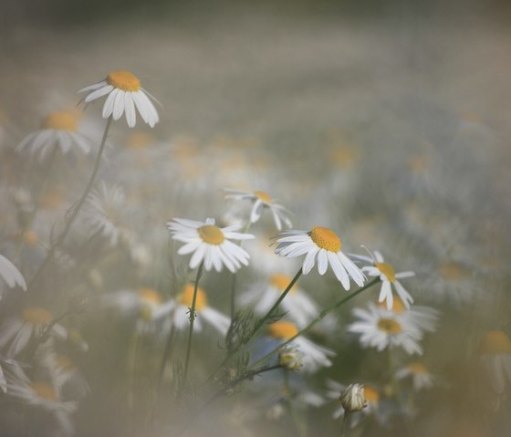 Gänseblümchen mit weißen Blütenblättern und gelben Zentren auf einer Wiese, unscharfer Hintergrund., © Naturpark Südeifel, C. Schleder