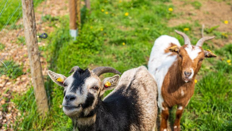 Zwei Ziegen auf einer Wiese. Die Ziegen stehen neugierig nahe dem Zaun.