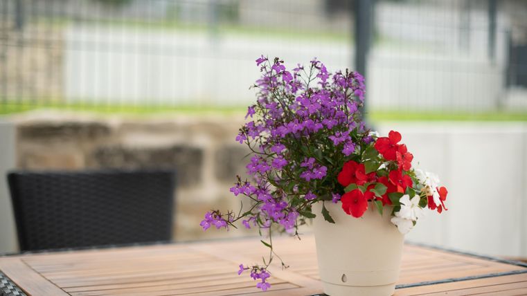Un pot de fleurs avec des fleurs rouges et violettes est posé sur une table en bois. En arrière-plan, on peut voir un paysage vert flou.