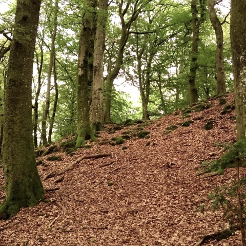 Hauptwall der Wikingerburg von der Au&szlig;enseite, &copy; Felsenland S&uuml;deifel Tourismus GmbH