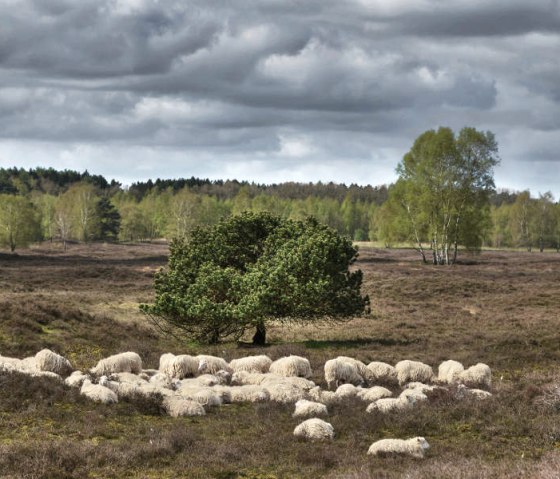Schafe im Naturpark Wildeshauser Geest, &copy; VDN-Fotoportal/H. Schier