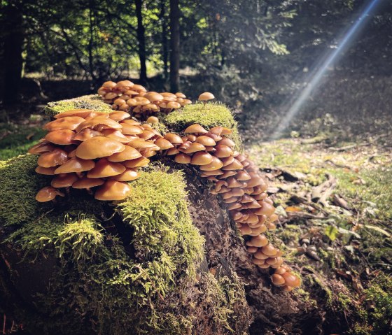 Pilze auf einem Baumstumpf, © Felsenland Südeifel/Anna Carina Krebs