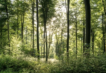Predigtstuhl am Felsenweg 2, &copy; Eifel Tourismus GmbH/Dominik Ketz