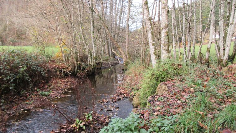Ein kleiner Bach fließt durch ein bewaldetes Tal mit kahlen Bäumen und Laub am Boden.