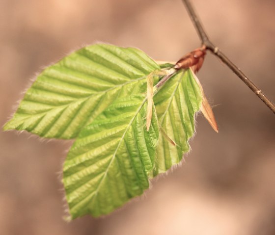 Blatt Rotbuche, © Oliver Gaab