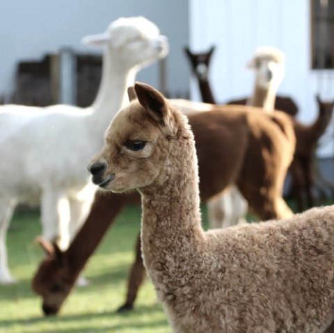 Hocheifel Alpakas, &copy; Hocheifel Alpakas Balter