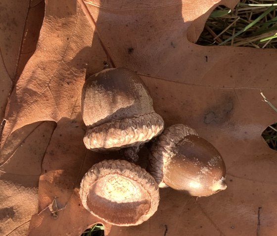 Blatt und Fr&uuml;chte der Roteiche, &copy; Naturpark S&uuml;deifel/Daniela Torgau