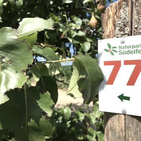Ein Wegweiser mit der Nummer 77 des Naturparks Südeifel ist an einem Baumstamm befestigt, umgeben von grünen Blättern., © TI Bitburger Land