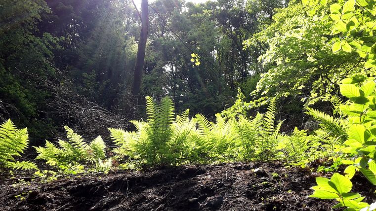 Sonnenstrahlen durchdringen einen dichten Wald mit Farnen im Vordergrund.