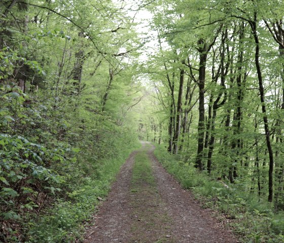 Hiking trail through the forest above the Our, © Tourist-Information Islek