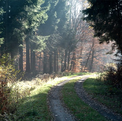 Forest path near Pr&uuml;m Castle, &copy; V. Teuschler